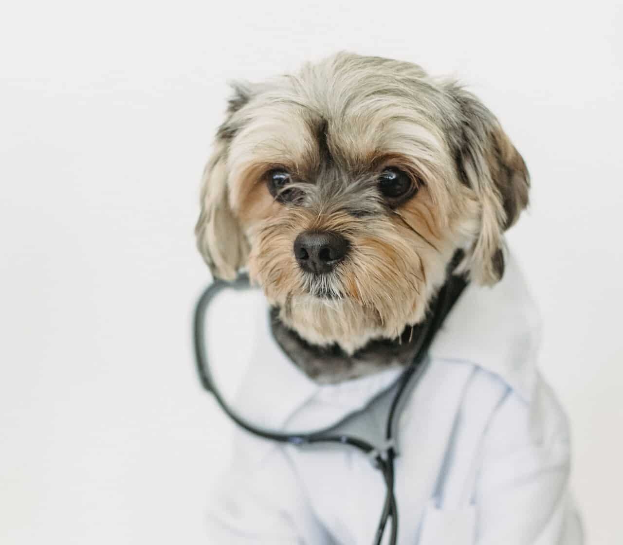 RE.DOCTOR Fotopletysmografi Diagnostik av Husdjur